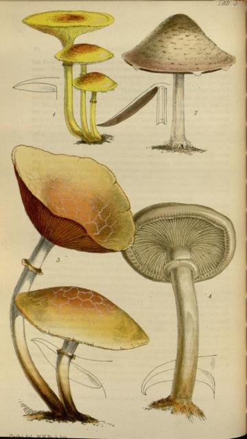 journal of botany
