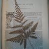 Photograph of pressed fern in journal