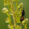 common twayblade neottia ovata with pollinating spider wasp somerset