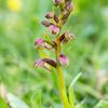 frog orchid coeloglossom viride hampshire