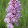 heath spotted orchid dactylorhiza maculata yorkshire