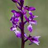 orchid mascula early purple orchid somerset