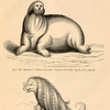 Scientific illustrations of a walrus and a fantastical sea creature